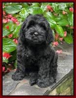 Cayman Flynn pups 8 wks old 131