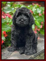 Cayman Flynn pups 8 wks old 161