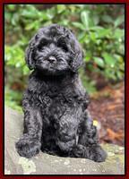 Cayman Flynn pups 8 wks old 171
