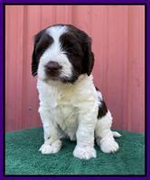 Cayman Flynn pups 5 wks old 231