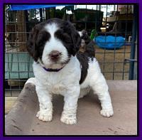 Cayman Flynn pups 6 wks old 141