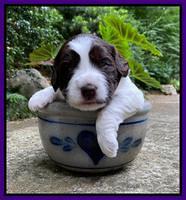 Caymnan Flynn 3 wk old pics 131