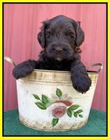 Cayman Flynn pups 5 wks old 351
