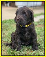 Cayman Flynn pups 6 wks old 221