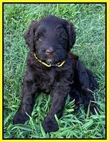 Cayman Flynn pups 6 wks old 231