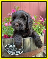 Cayman Flynn pups 7 wks old 151
