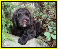Cayman Flynn pups 8 wks old 19100