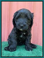 Cayman Flynn pups 5 wks old 291