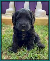 Cayman Flynn pups 5 wks old 301
