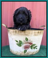 Cayman Flynn pups 5 wks old 321