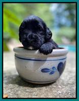 Caymnan Flynn 3 wk old pics 201