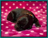 Caymnan Flynn One wk old pics 171