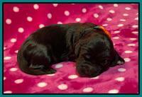 Caymnan Flynn One wk old pics 181