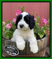 Cayman Flynn pups 7 wks old 181