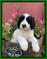 Cayman Flynn pups 7 wks old 191