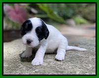 Caymnan Flynn 3 wk old pics 231