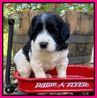 Caymnan Flynn 4 wk old pics 311