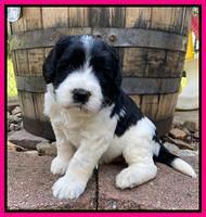 Caymnan Flynn 4 wk old pics 341