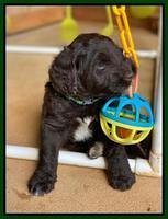 Cayman Flynn pups 6 wks old 321