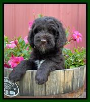 Cayman Flynn pups 7 wks old 251
