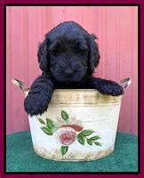 Cayman Flynn pups 5 wks old 561