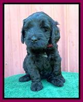 Cayman Flynn pups 5 wks old 581