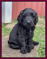 Cayman Flynn pups 6 wks old 391