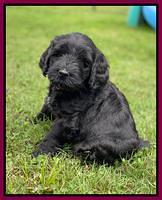 Cayman Flynn pups 6 wks old 421