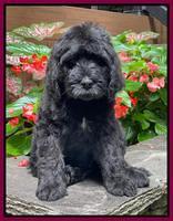 Cayman Flynn pups 8 wks old 331