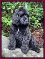 Cayman Flynn pups 8 wks old 351