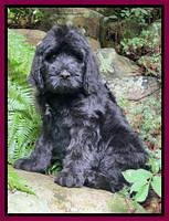 Cayman Flynn pups 8 wks old 371