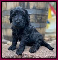 Caymnan Flynn 4 wk old pics 391