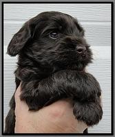 AH pups 4 wks old 19