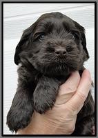 AH pups 4 wks old 22