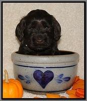 AH pups 4 wks old 76