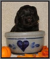 AH pups 4 wks old 77