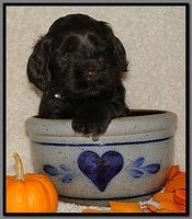 AH pups 4 wks old 78