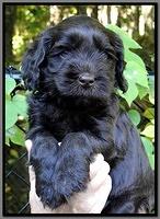AH pups 5 wks old 32