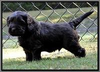 AH pups 5 wks old 33
