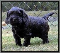 AH pups 5 wks old 35
