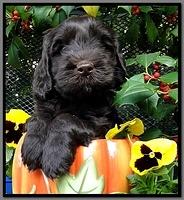 AH pups 6 wks old 3