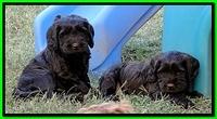 AH pups 6 wks old 57