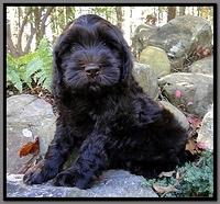 AH pups 8 wks old 31