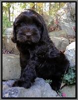 AH pups 8 wks old 33