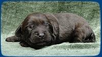 AH pups 1 wk old 4