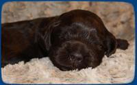 AH pups 2 wks old 29