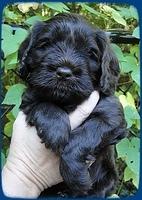 AH pups 5 wks old 1