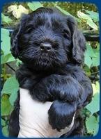 AH pups 5 wks old 2