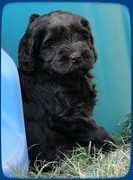 AH pups 6 wks old 2