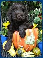 AH pups 6 wks old 36